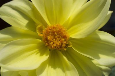 Close-up of yellow flower