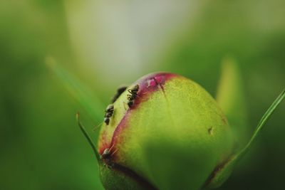 Close-up of insect on leaf