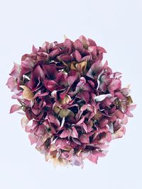 Close-up of pink rose against white background