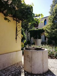 Potted plant against building