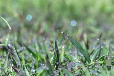 Close-up of wet plant during rainy season