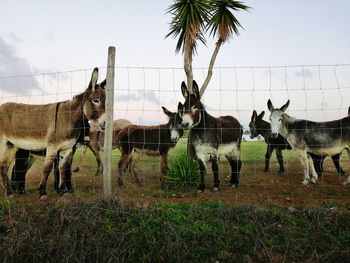 Horses standing on field against sky