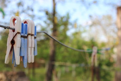 Close-up of clothespins hanging on tree