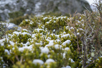 Close-up of frozen plant on snow covered land