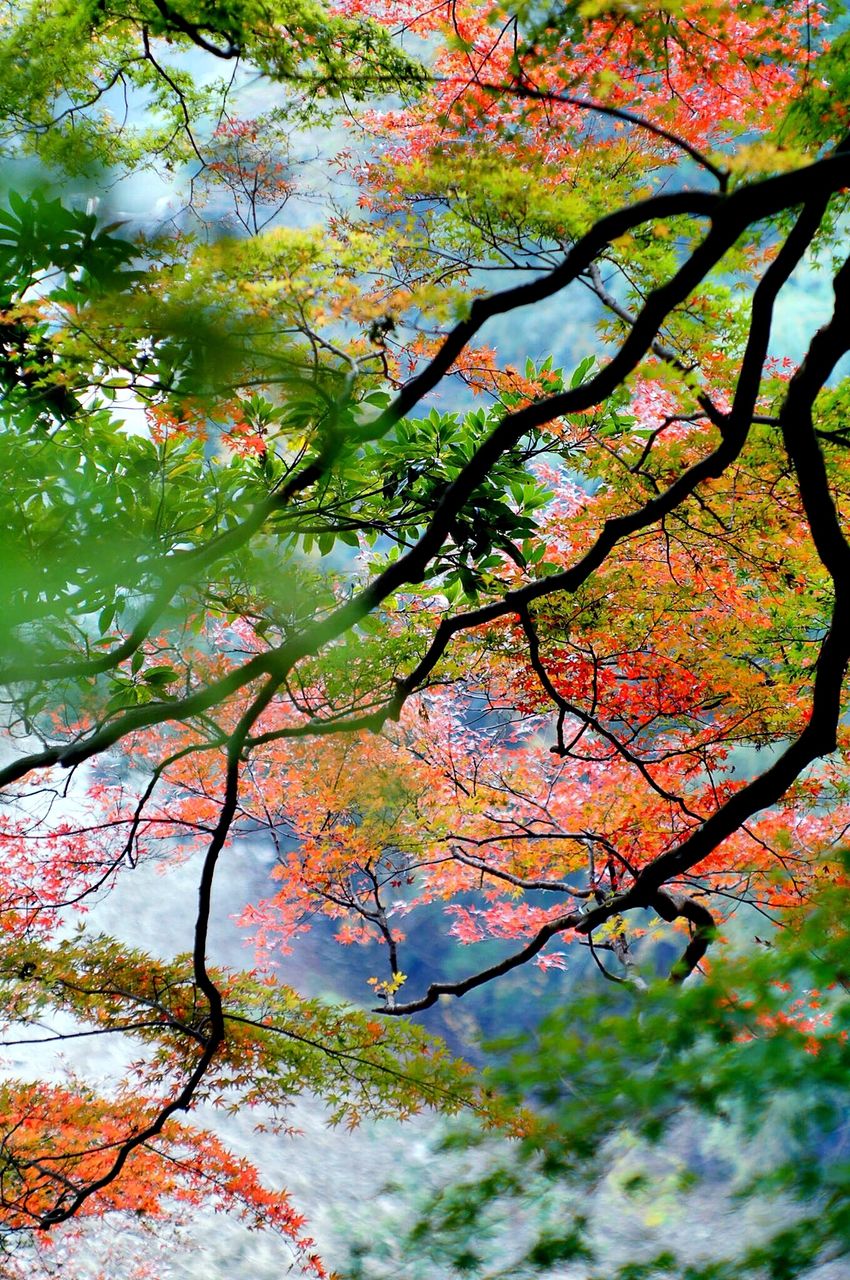 tree, branch, growth, beauty in nature, flower, nature, pink color, tranquility, freshness, scenics, day, blossom, sky, outdoors, tranquil scene, low angle view, no people, fragility, leaf, park - man made space