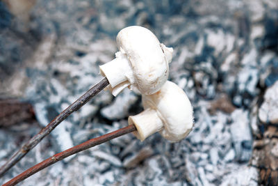 Campfire mushrooms . cooking mushrooms on an embers