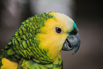 Close-up of parrot