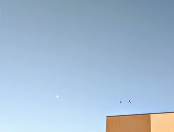 Low angle view of bird flying against clear blue sky