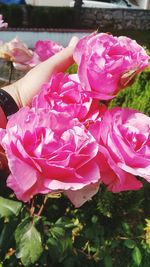 Close-up of pink flowers blooming outdoors