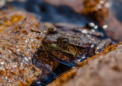 Close-up of frog in lake on sunny day