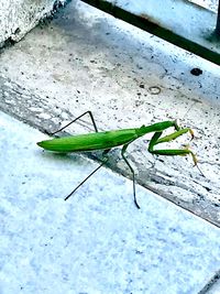 Close-up of insect on leaf