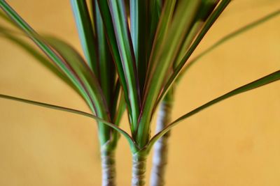 Close-up of palm leaves