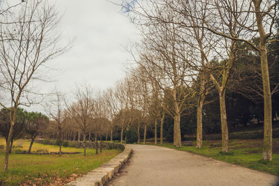 View of trees against sky