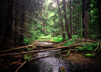 Footpath amidst trees in forest