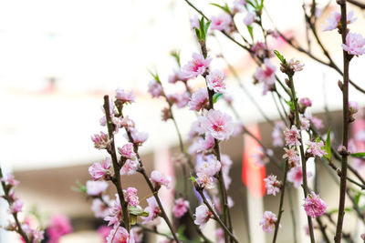 Close-up of pink flower