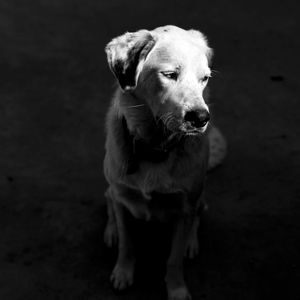 Portrait of dog standing against black background