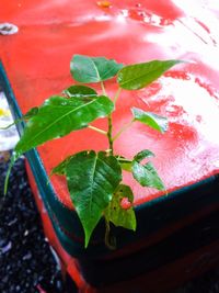 High angle view of wet potted plant