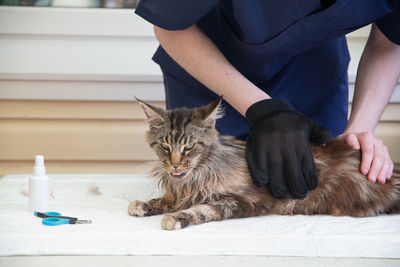 The maine coon cat stuck out his tongue in pleasure as the veterinarian was using a glove to brushes