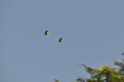 Low angle view of birds flying in the sky