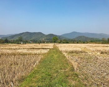 Scenic view of field against clear sky