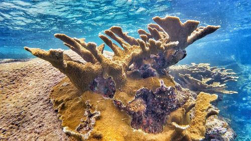 Close-up of coral in sea