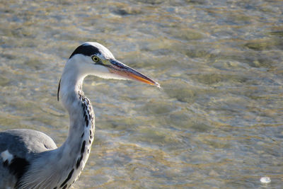 A beautiful gray heron on the river in the city