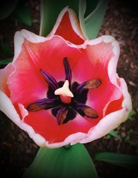 Close-up of red flower blooming outdoors