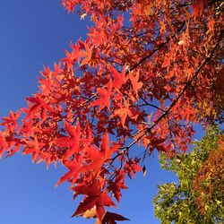 Low angle view of maple tree against sky