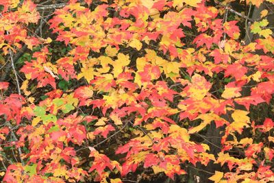 Full frame shot of autumn leaves