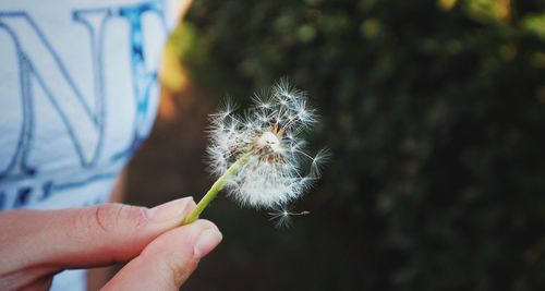 Close-up of hand holding dandelion