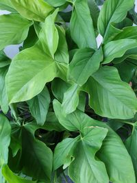 Full frame shot of green leaves