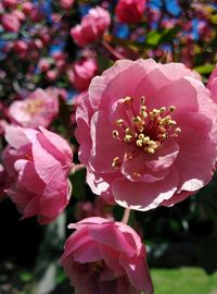 Close-up of pink flowers blooming outdoors