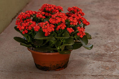 Close-up of red roses on potted plant