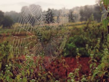Close-up of spider web