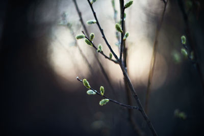 Close-up of fresh green plant