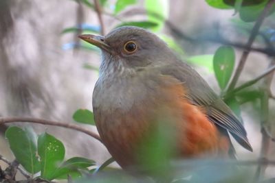Close-up of bird perching on tree