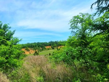 Scenic view of trees on field against sky