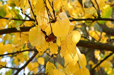 Close-up of yellow maple leaves on tree