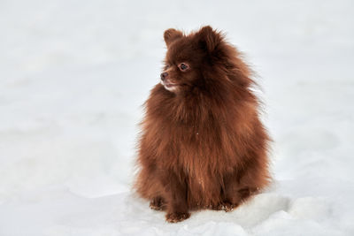 Close-up of cat on snow