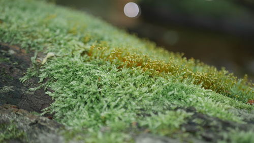 Close-up of moss growing on field