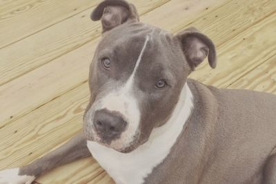 Close-up portrait of dog