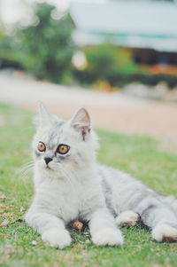 Portrait of white cat relaxing on field