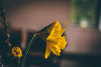 Close-up of yellow flowers