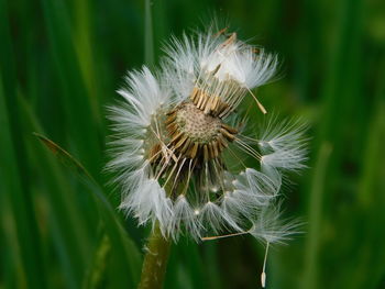 Close-up of dandelion on plant