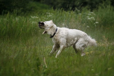 Wet dog, shaking off the water