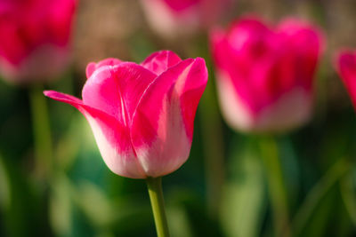 Close-up of pink tulip