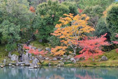 Trees by lake in forest during autumn