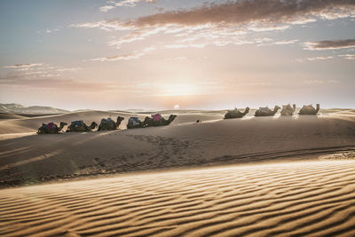 Camels on sand in desert against sky during sunset