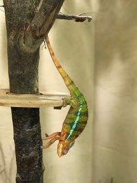 Close-up of lizard on tree trunk