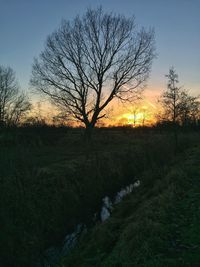 Silhouette of tree at sunset